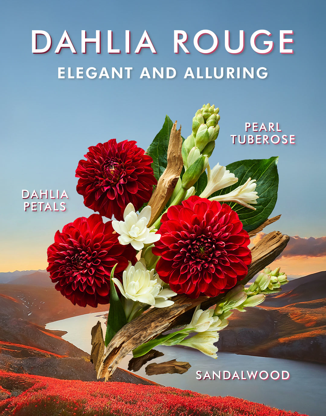 Dahlia Rouge Infographic